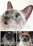 斯而復生之吼我從老頭编成了絕世大美人